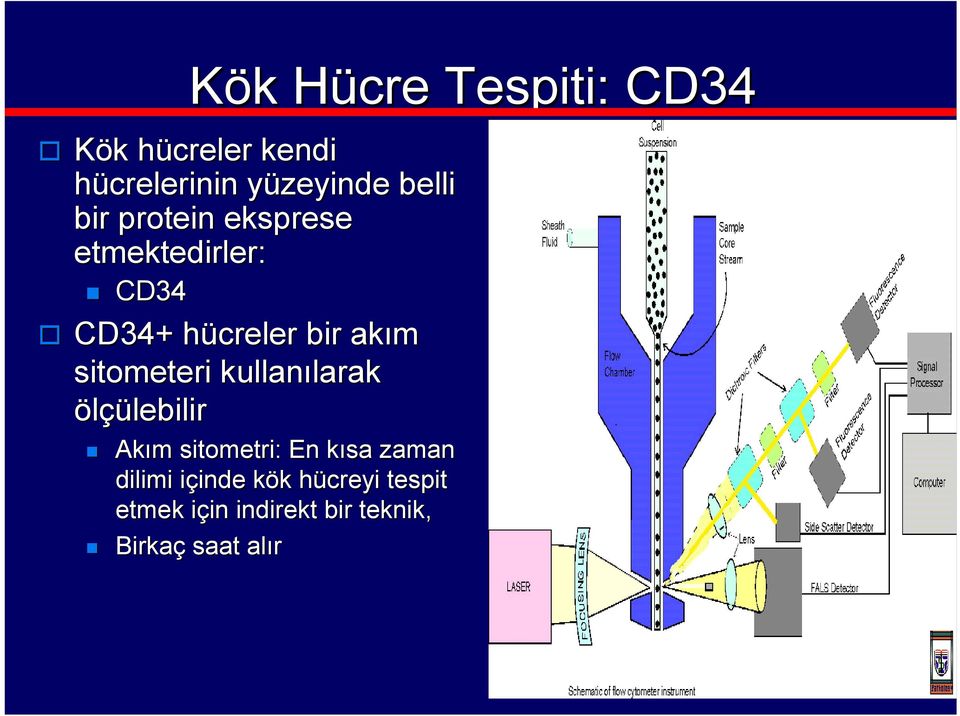 sitometeri kullanılarak larak ölçülebilir Akım sitometri: : En kısa k zaman