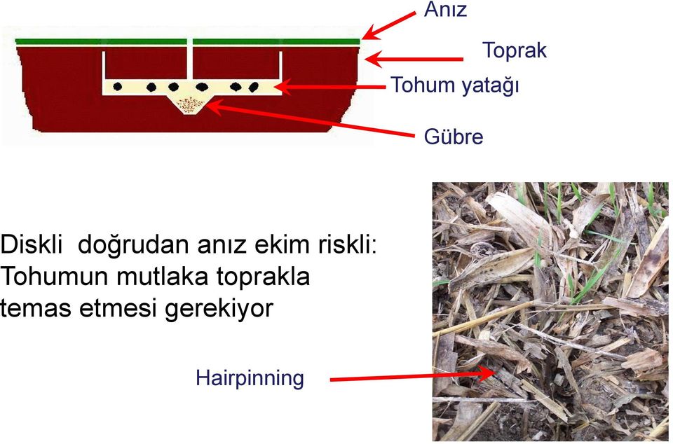 riskli: Tohumun mutlaka