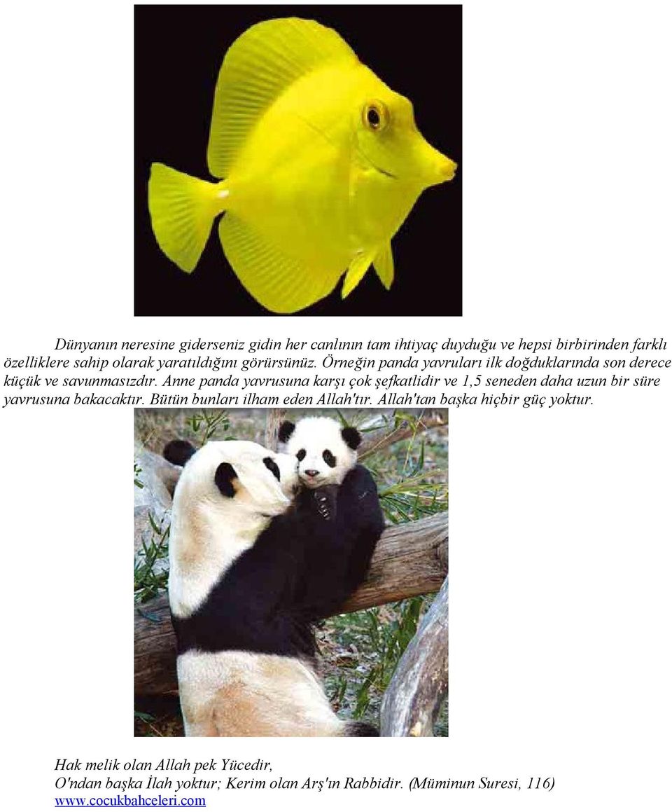 Anne panda yavrusuna karşı çok şefkatlidir ve 1,5 seneden daha uzun bir süre yavrusuna bakacaktır.