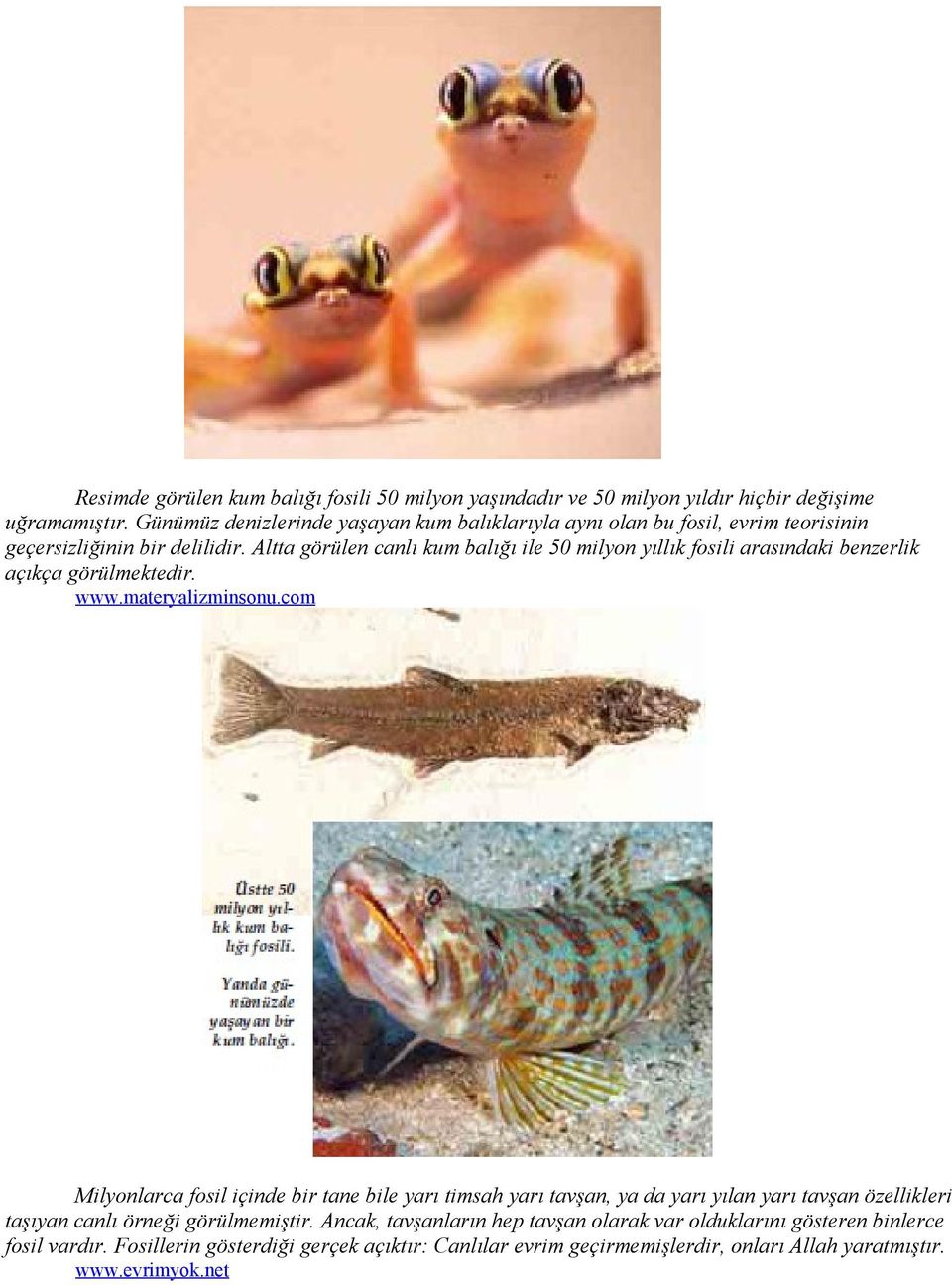 Altta görülen canlı kum balığı ile 50 milyon yıllık fosili arasındaki benzerlik açıkça görülmektedir. www.materyalizminsonu.