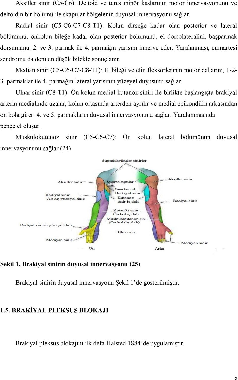 parmağın yarısını innerve eder. Yaralanması, cumartesi sendromu da denilen düşük bilekle sonuçlanır. Median sinir (C5-C6-C7-C8-T1): El bileği ve elin fleksörlerinin motor dallarını, 1-2- 3.