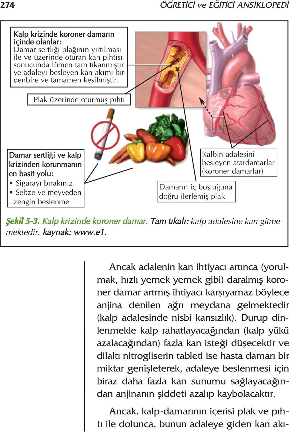Sebze ve meyveden zengin beslenme Damar n iç bofllu una do ru ilerlemifl plak Kalbin adalesini besleyen atardamarlar (koroner damarlar) fiekil 5-3. Kalp krizinde koroner damar.