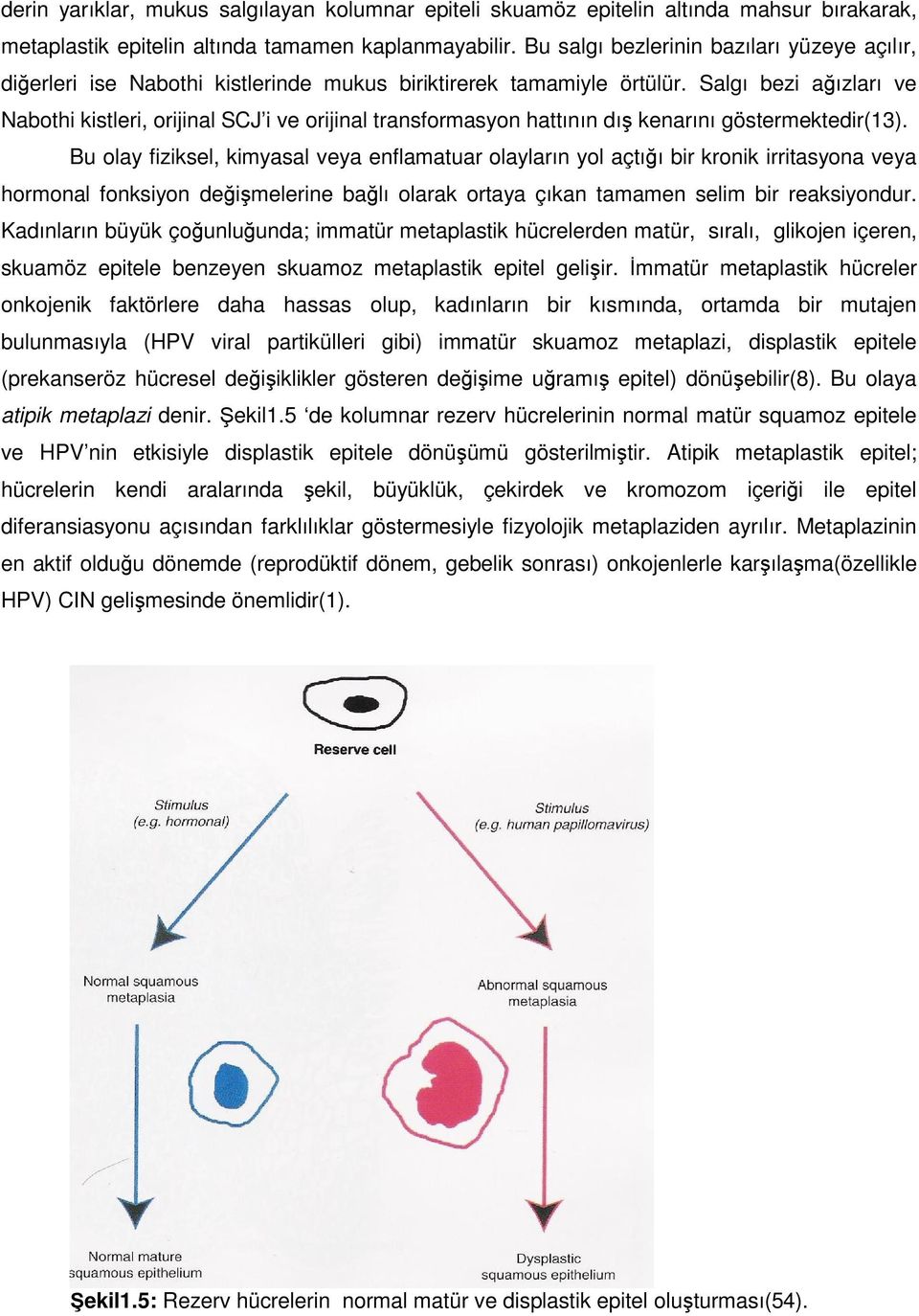 Salgı bezi ağızları ve Nabothi kistleri, orijinal SCJ i ve orijinal transformasyon hattının dış kenarını göstermektedir(13).