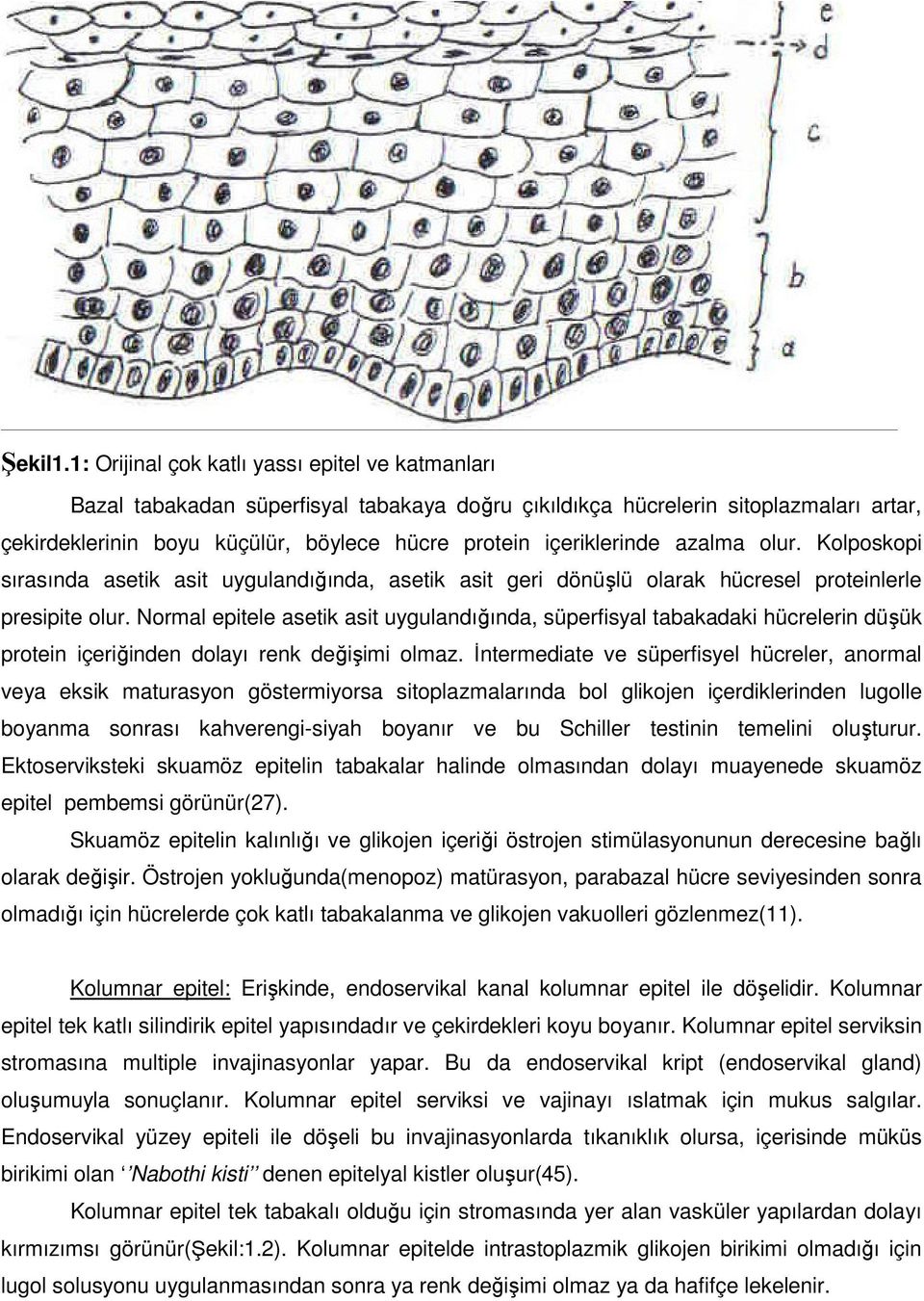 içeriklerinde azalma olur. Kolposkopi sırasında asetik asit uygulandığında, asetik asit geri dönüşlü olarak hücresel proteinlerle presipite olur.