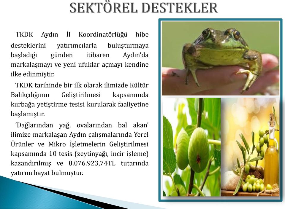 TKDK tarihinde bir ilk olarak ilimizde Kültür Balıkçılığının Geliştirilmesi kapsamında kurbağa yetiştirme tesisi kurularak faaliyetine