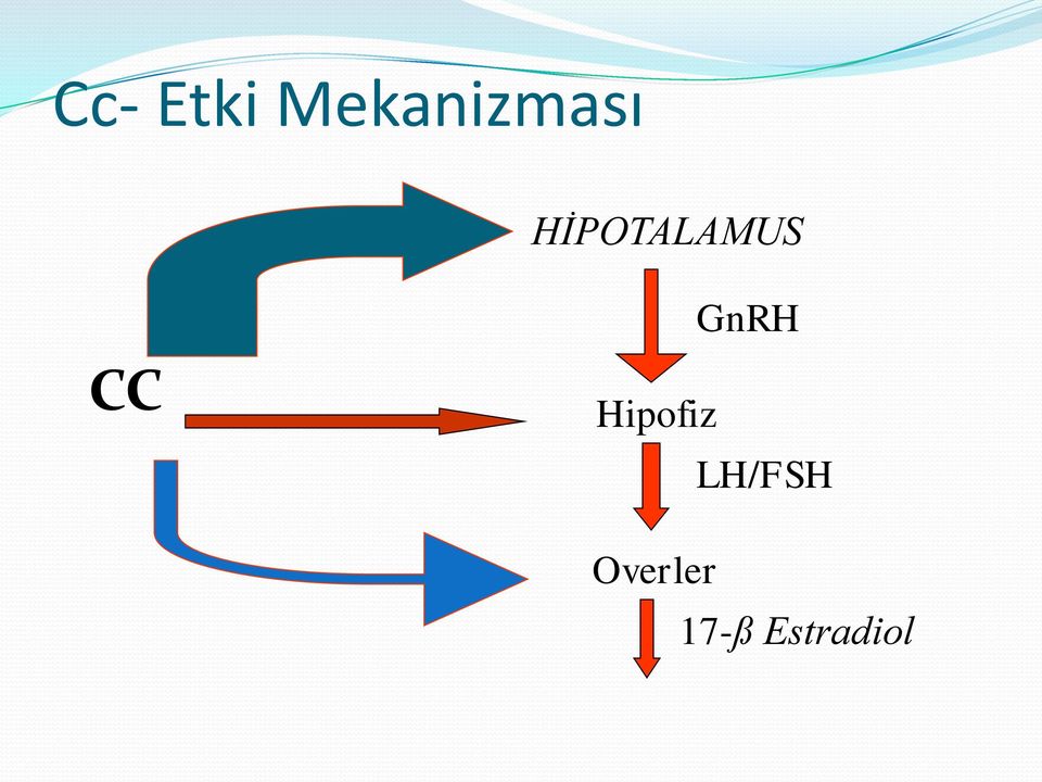 HİPOTALAMUS GnRH CC