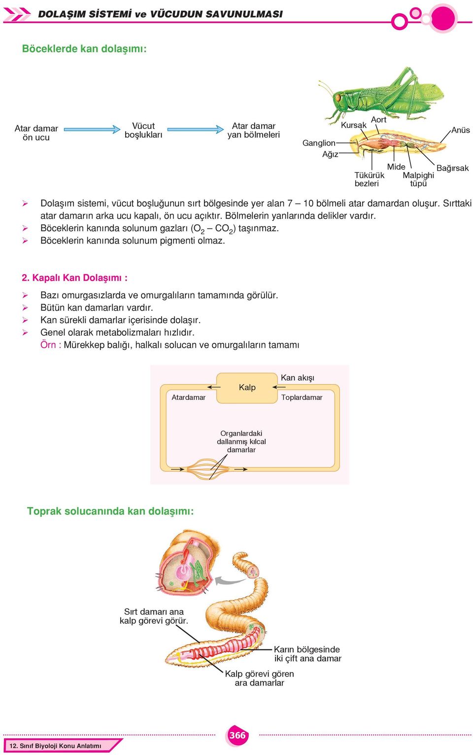 Böceklerin kanında solunum pigmenti olmaz. 2. Kapalı Kan Dolaşımı : Bazı omurgasızlarda ve omurgalıların tamamında görülür. Bütün kan ları vardır. Kan sürekli lar içerisinde dolaşır.