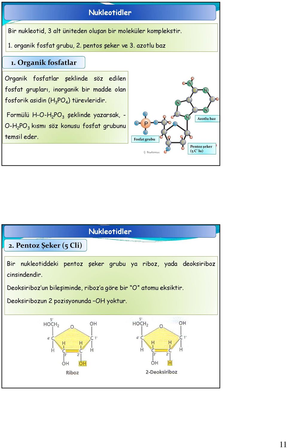 Formülü H-O-H 2 PO 3 şeklinde yazarsak, - O-H 2 PO 3 kısmı söz konusu fosfat grubunu temsil eder. Fosfat grubu Azotlu baz Pentoz şeker (5 C lu) 2.