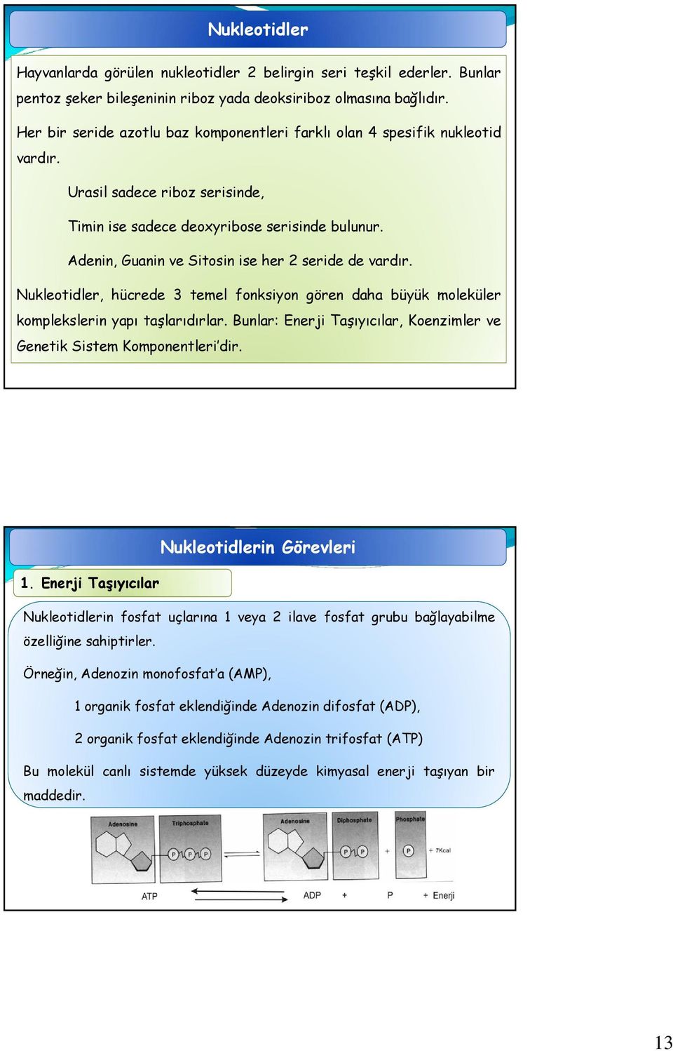 Adenin, Guanin ve Sitosin ise her 2 seride de vardır. Nukleotidler, hücrede 3 temel fonksiyon gören daha büyük moleküler komplekslerin yapı taşlarıdırlar.