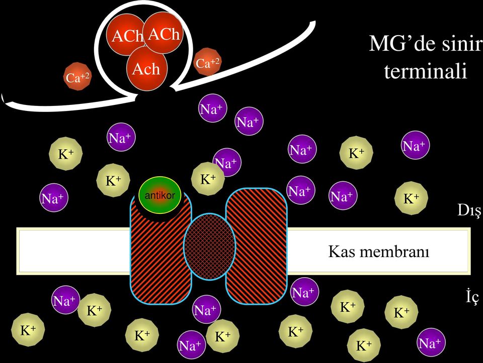 antikor Na + Na + K + Dış Kas membranı Na + K +