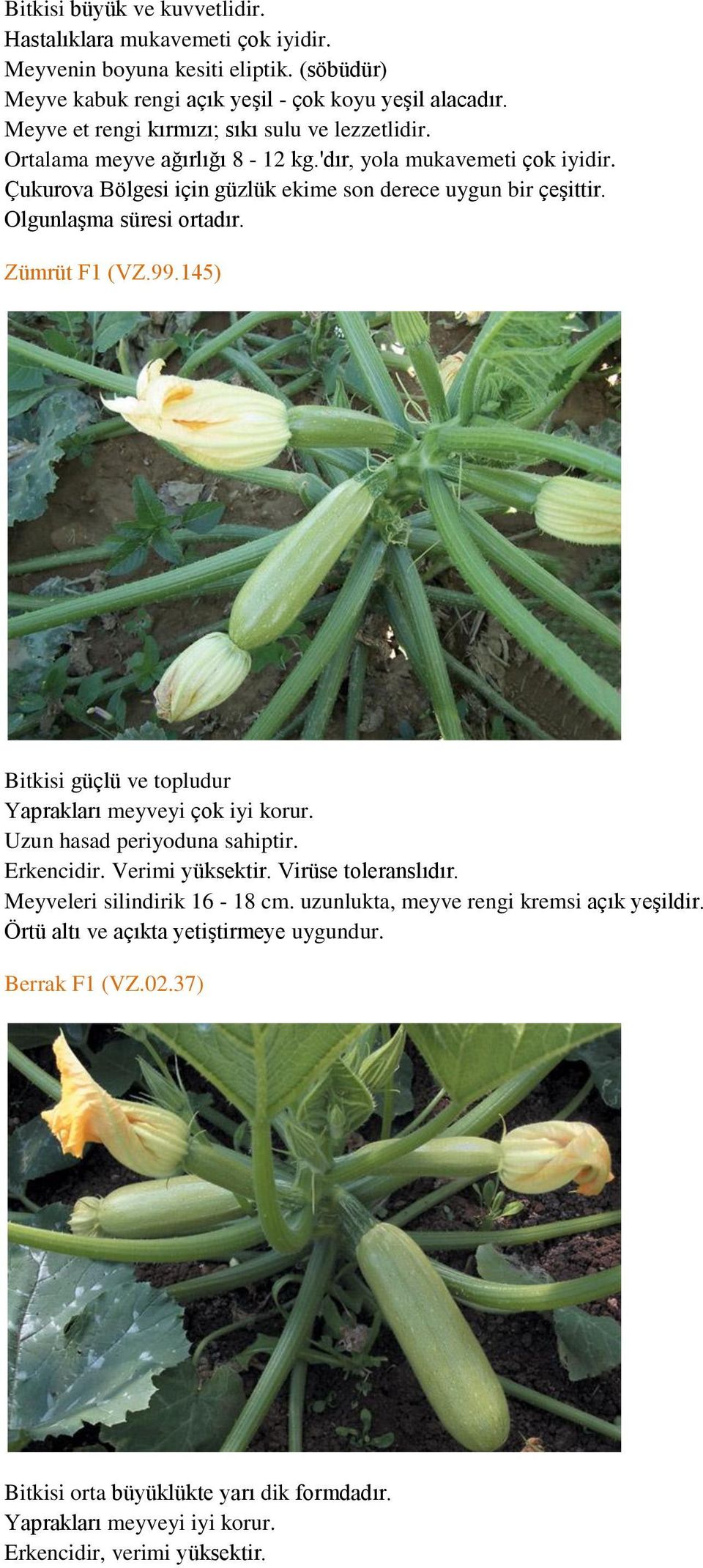 145) Bitkisi güçlü ve topludur Yaprakları meyveyi çok iyi korur. Uzun hasad periyoduna sahiptir. Erkencidir. Verimi yüksektir. Virüse toleranslıdır. Meyveleri silindirik 16-18 cm.