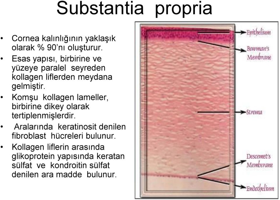 Komşu kollagen lameller, birbirine dikey olarak tertiplenmişlerdir.