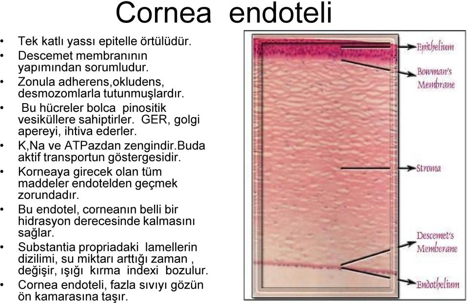 buda aktif transportun göstergesidir. Korneaya girecek olan tüm maddeler endotelden geçmek zorundadır.