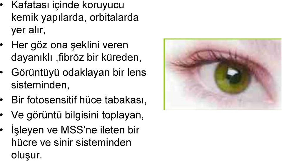 lens sisteminden, Bir fotosensitif hüce tabakası, Ve görüntü bilgisini