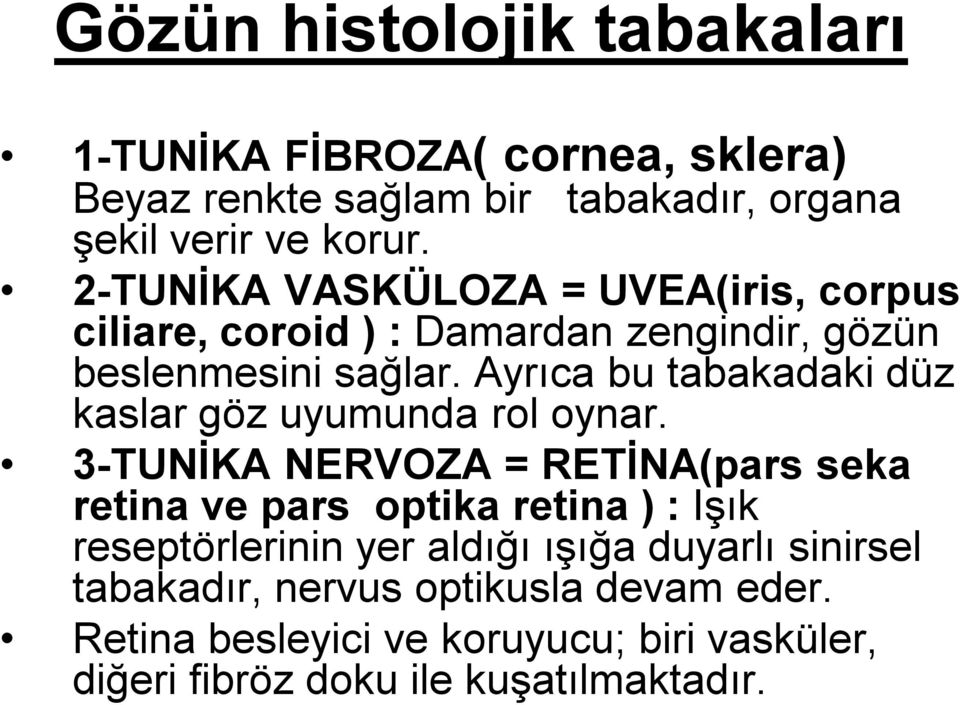 Ayrıca bu tabakadaki düz kaslar göz uyumunda rol oynar.