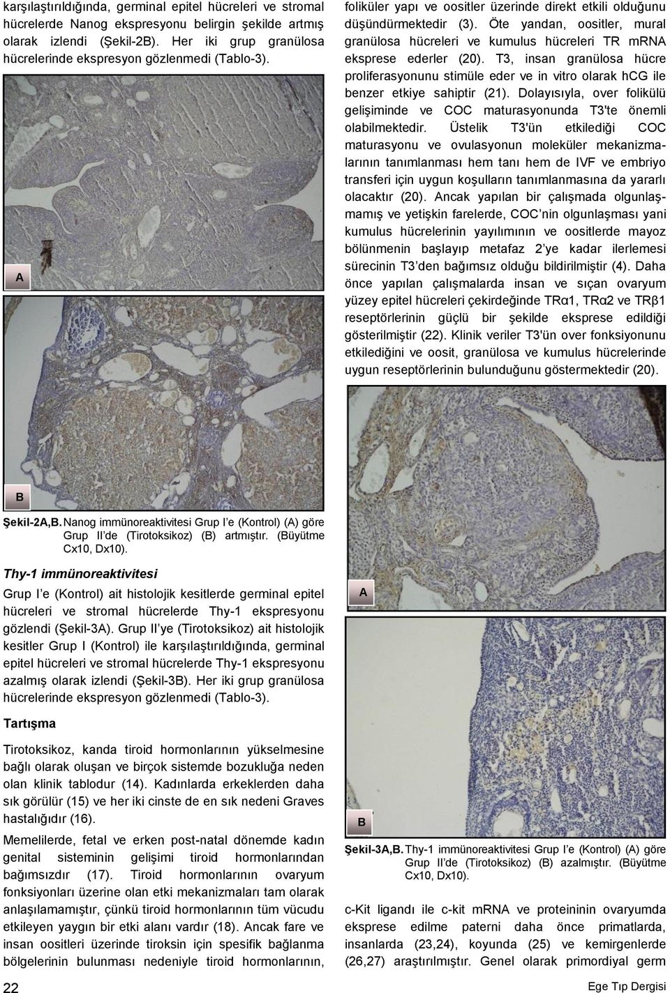 Öte yandan, oositler, mural granülosa hücreleri ve kumulus hücreleri TR mrna eksprese ederler (20).