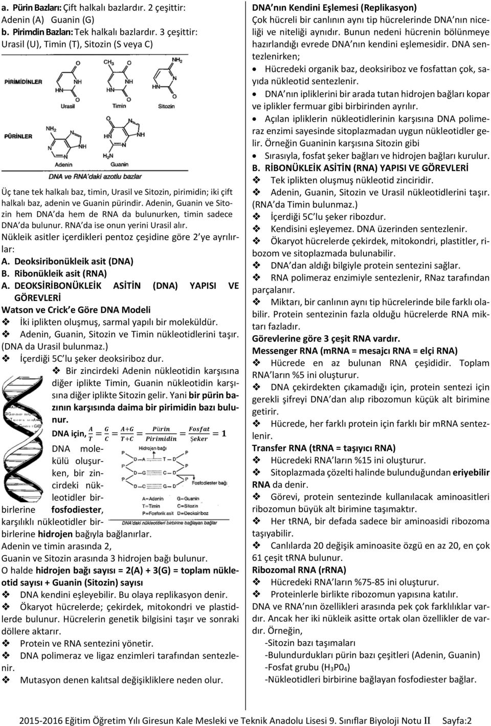 Adenin, Guanin ve Sitozin hem DNA da hem de RNA da bulunurken, timin sadece DNA da bulunur. RNA da ise onun yerini Urasil alır. Nükleik asitler içerdikleri pentoz çeşidine göre 2 ye ayrılırlar: A.