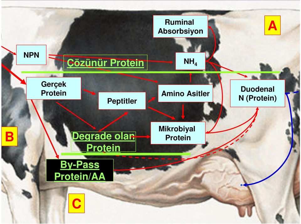 Asitler Duodenal N (Protein) B Degrade