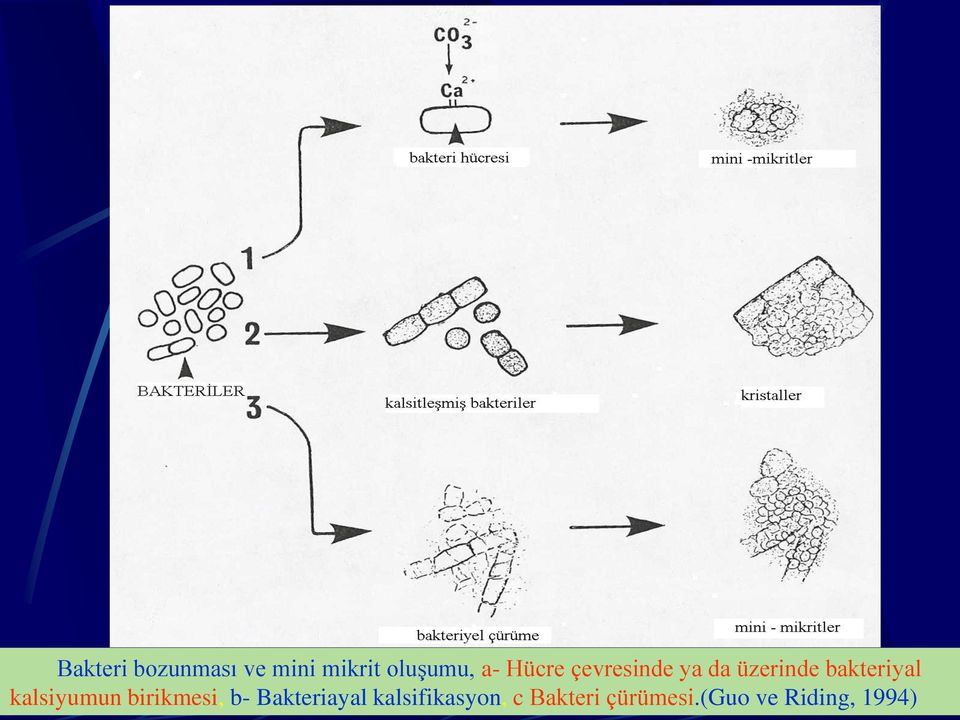 kalsiyumun birikmesi, b- Bakteriayal