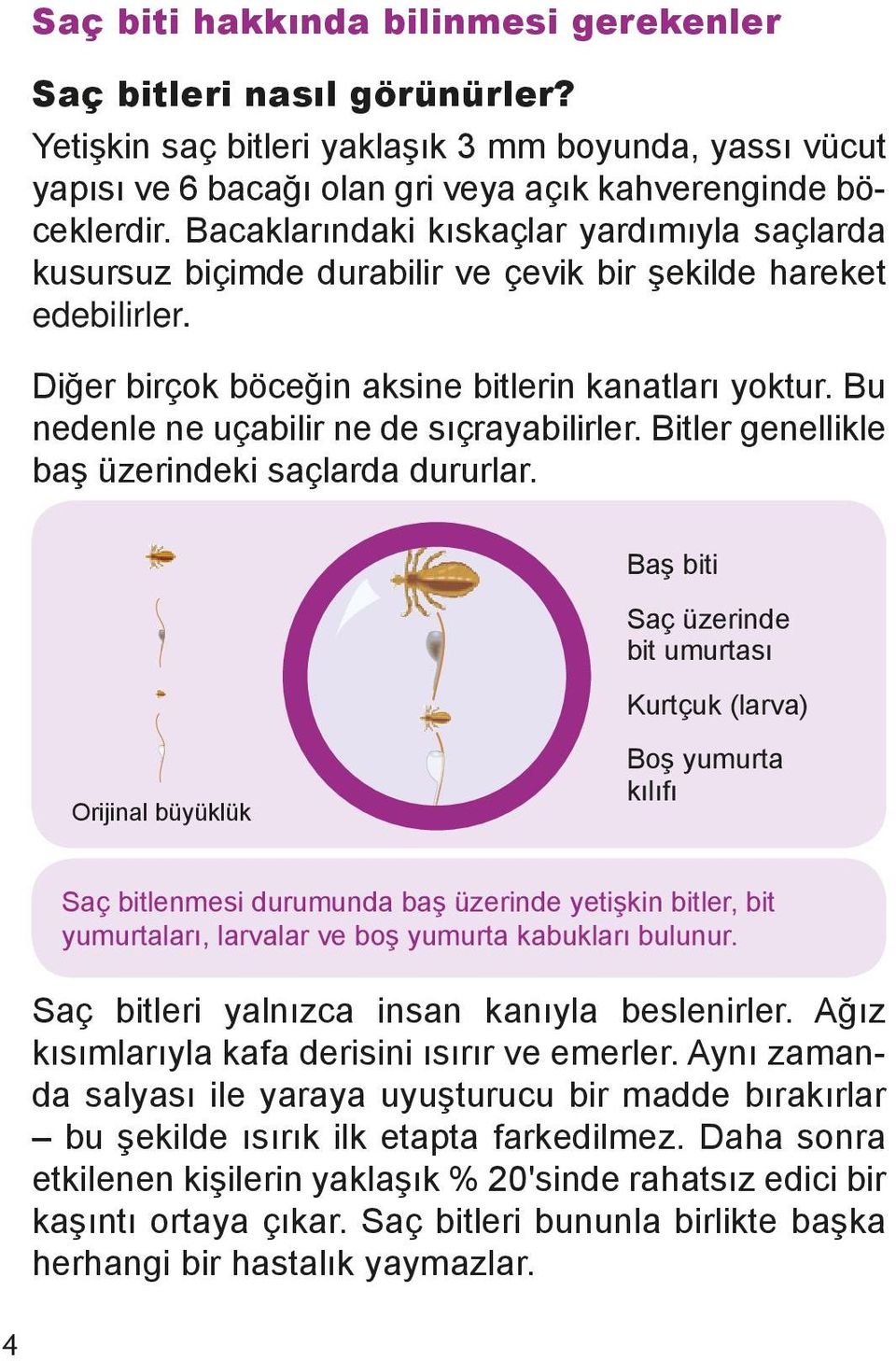 Bu nedenle ne uçabilir ne de sıçrayabilirler. Bitler genellikle baş üzerindeki saçlarda dururlar.