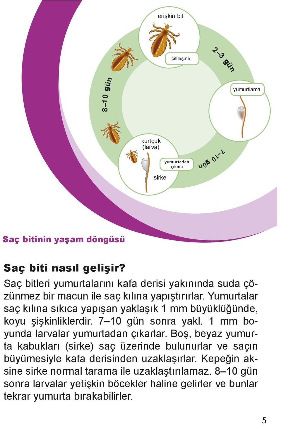 Yumurtalar saç kılına sıkıca yapışan yaklaşık 1 mm büyüklüğünde, koyu şişkinliklerdir. 7 10 gün sonra yakl. 1 mm boyunda larvalar yumurtadan çıkarlar.