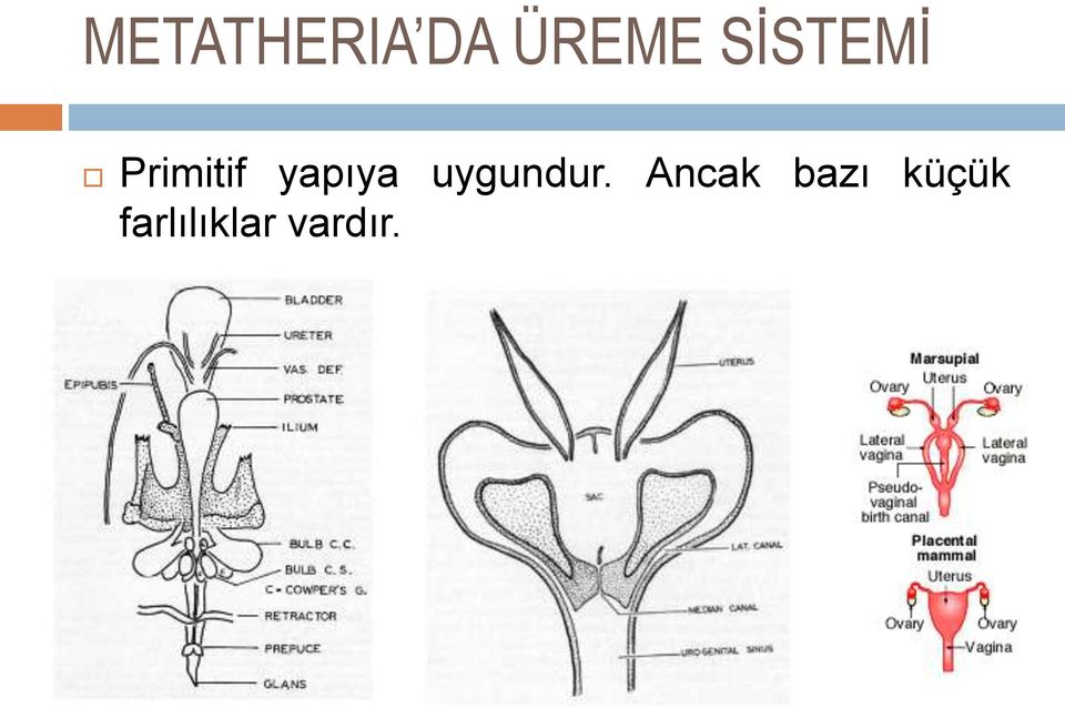 yapıya uygundur.