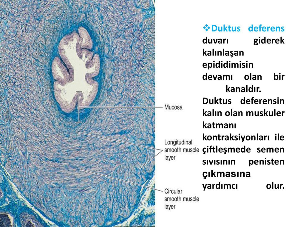 Duktus deferensin kalın olan muskuler katmanı