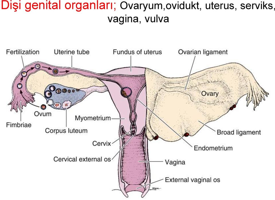 Ovaryum,ovidukt,