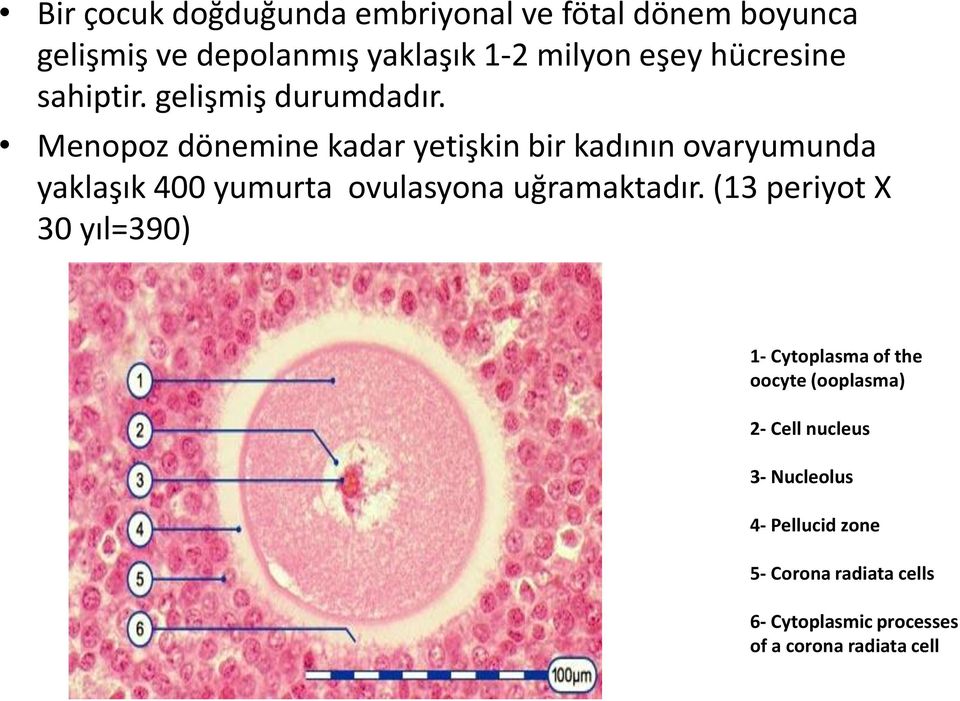 Menopoz dönemine kadar yetişkin bir kadının ovaryumunda yaklaşık 400 yumurta ovulasyona uğramaktadır.