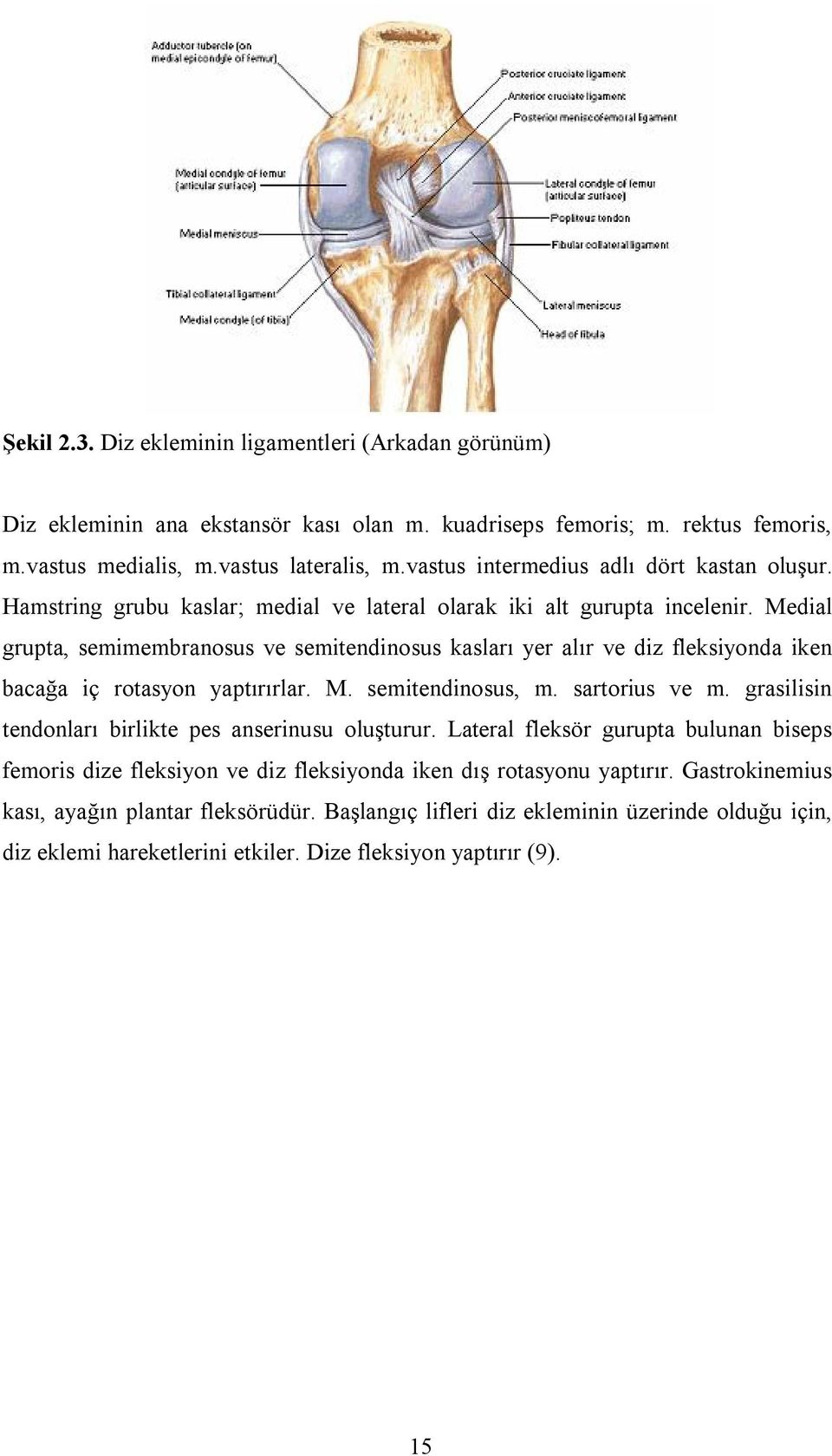 Medial grupta, semimembranosus ve semitendinosus kasları yer alır ve diz fleksiyonda iken bacağa iç rotasyon yaptırırlar. M. semitendinosus, m. sartorius ve m.