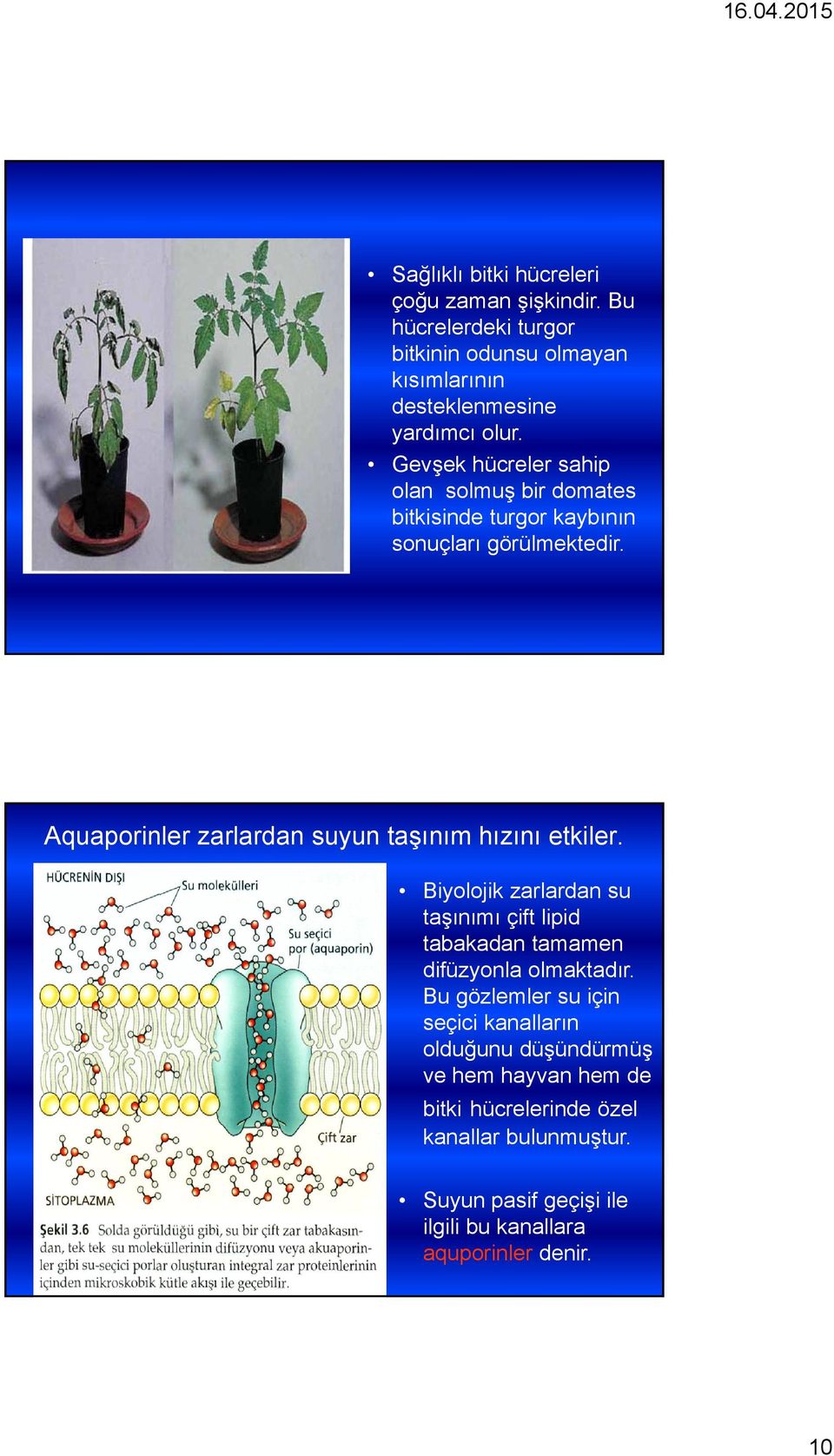 Aquaporinler zarlardan suyun taşınım hızını etkiler. Biyolojik zarlardan su taşınımı çift lipid tabakadan tamamen difüzyonla olmaktadır.