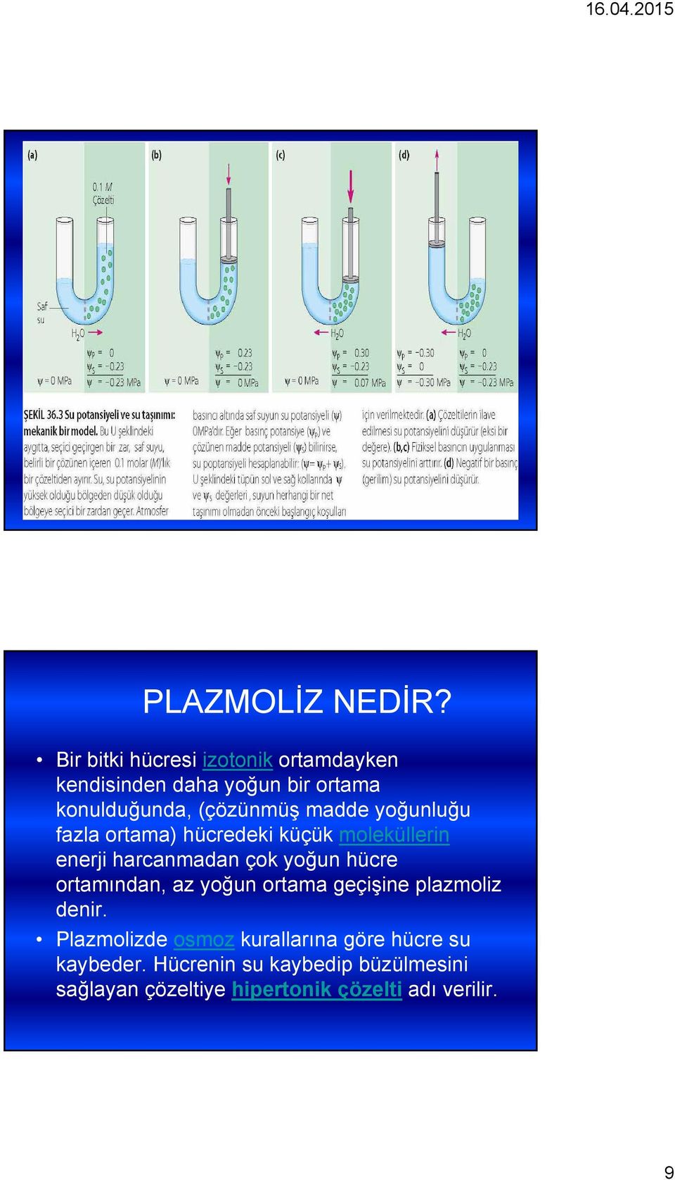 madde yoğunluğu fazla ortama) hücredeki küçük moleküllerin enerji harcanmadan çok yoğun hücre