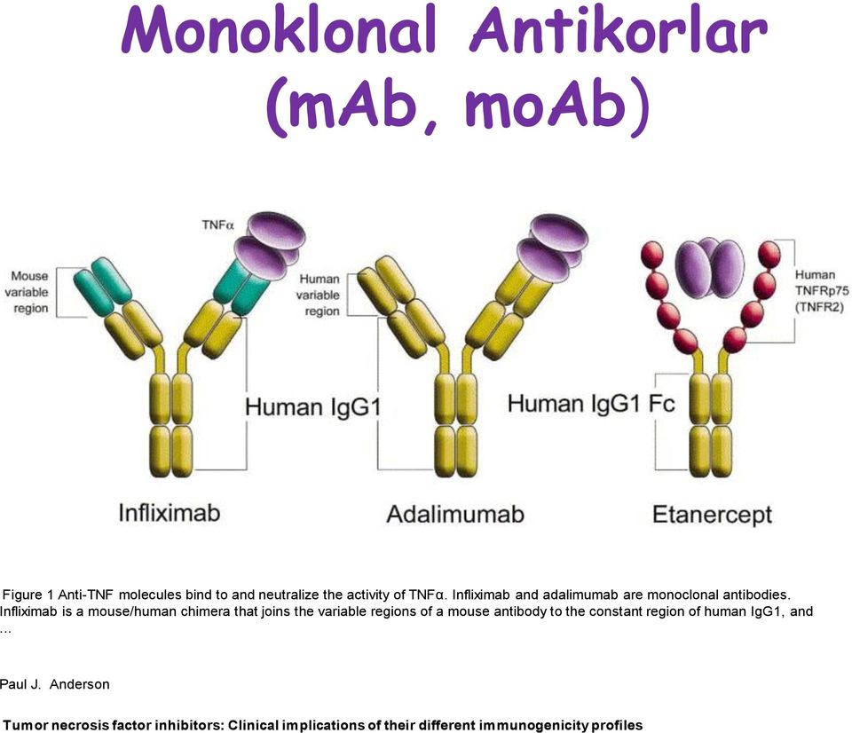 Infliximab is a mouse/human chimera that joins the variable regions of a mouse antibody to the