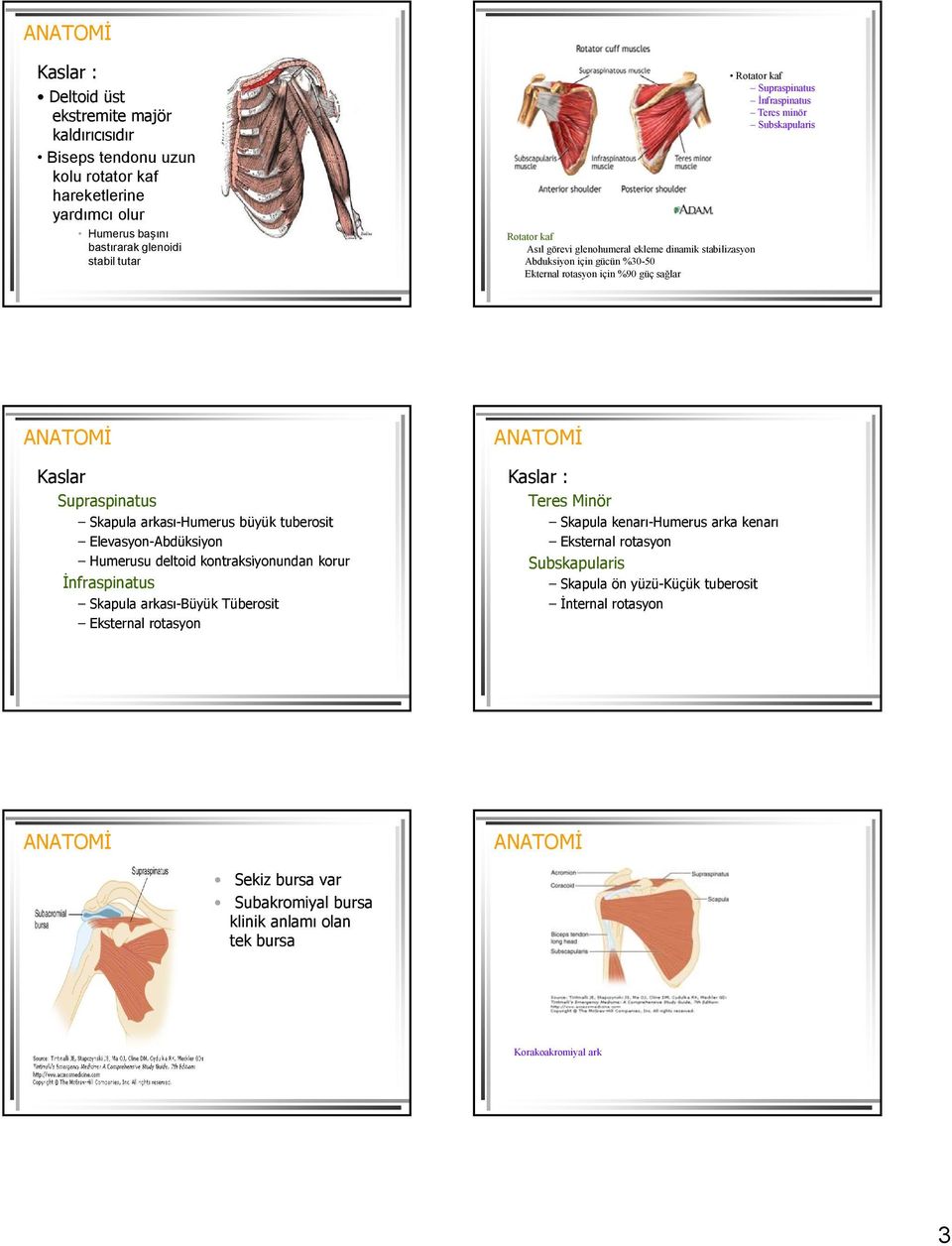 Supraspinatus Skapula arkası-humerus büyük tuberosit Elevasyon-Abdüksiyon Humerusu deltoid kontraksiyonundan ndan korur İnfraspinatus Skapula arkası-büyük Tüberosit Eksternal rotasyon Kaslar :