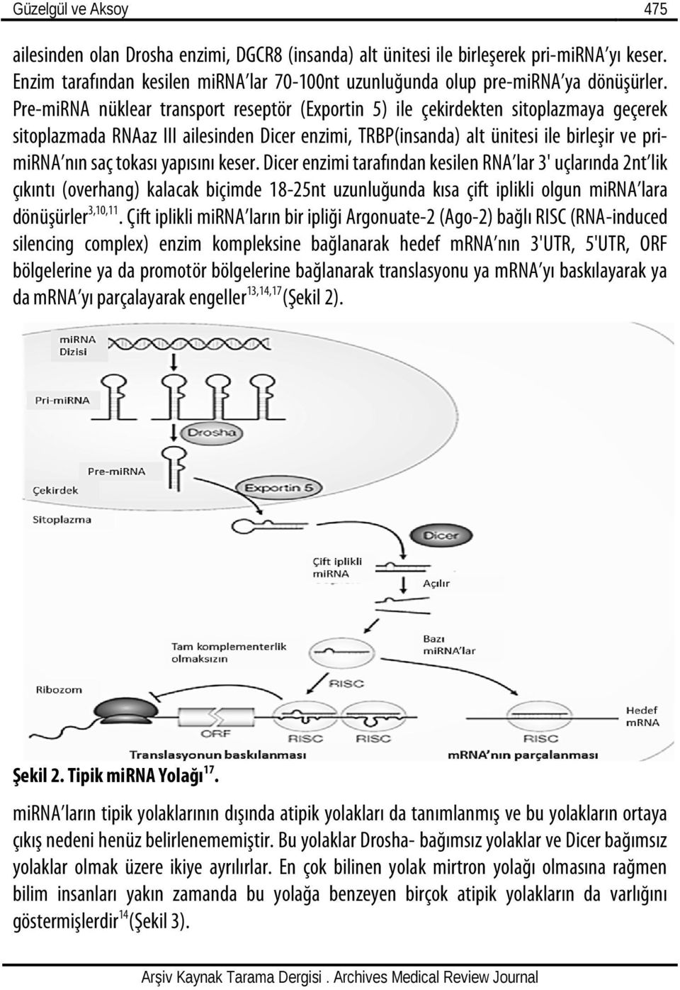 Pre-miRNA nüklear transport reseptör (Exportin 5) ile çekirdekten sitoplazmaya geçerek sitoplazmada RNAaz III ailesinden Dicer enzimi, TRBP(insanda) alt ünitesi ile birleşir ve primirna nın saç