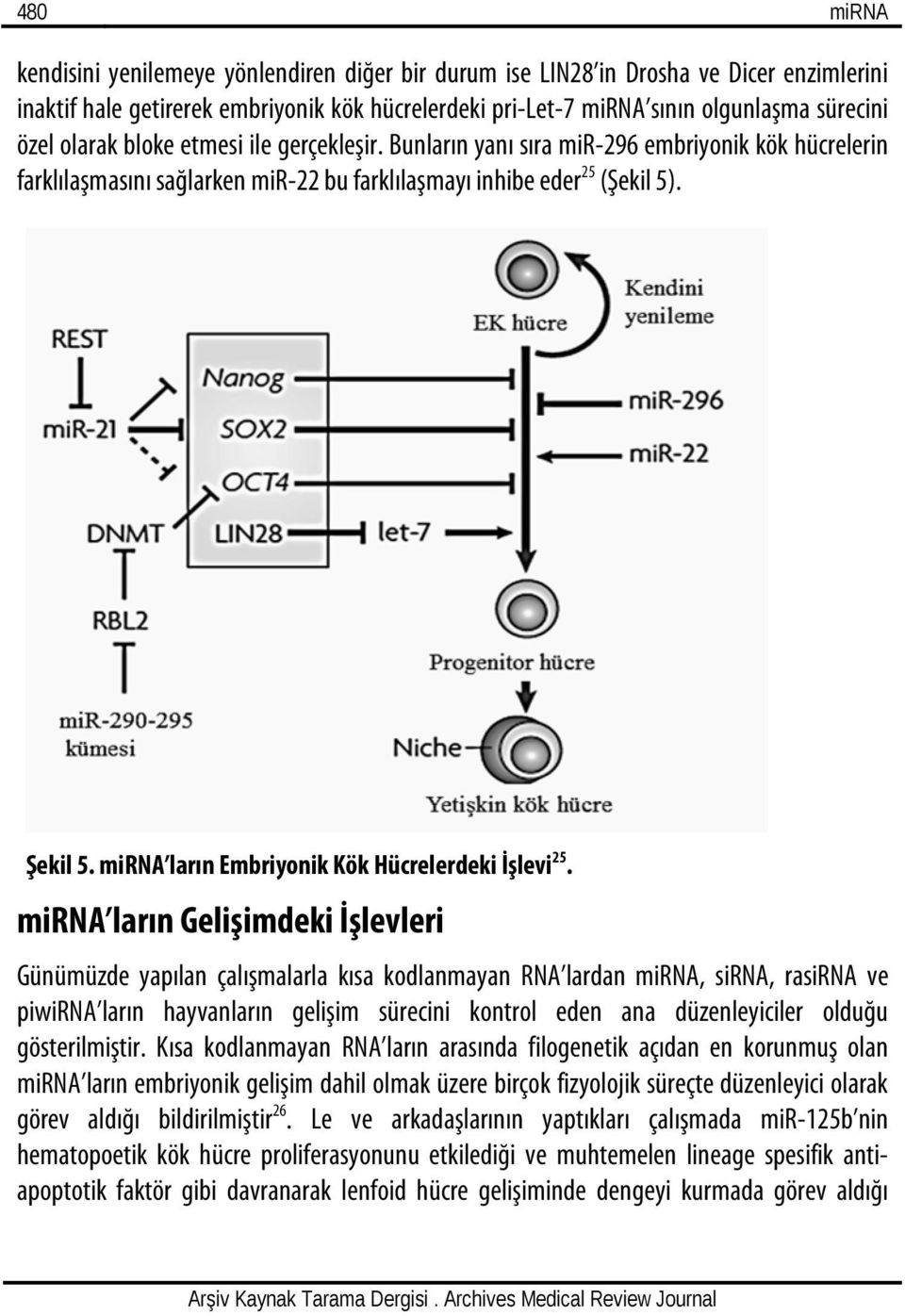 mirna ların Embriyonik Kök Hücrelerdeki İşlevi 25.