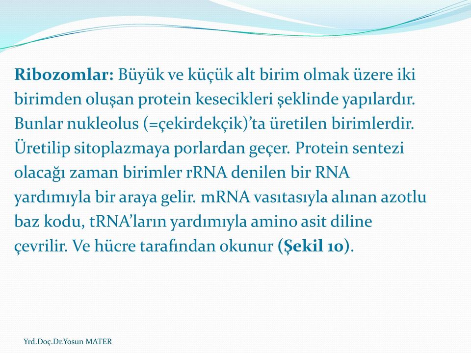 Üretilip sitoplazmaya porlardan geçer.