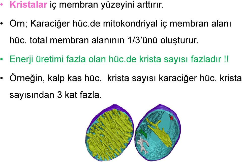 total membran alanının 1/3 ünü oluşturur.