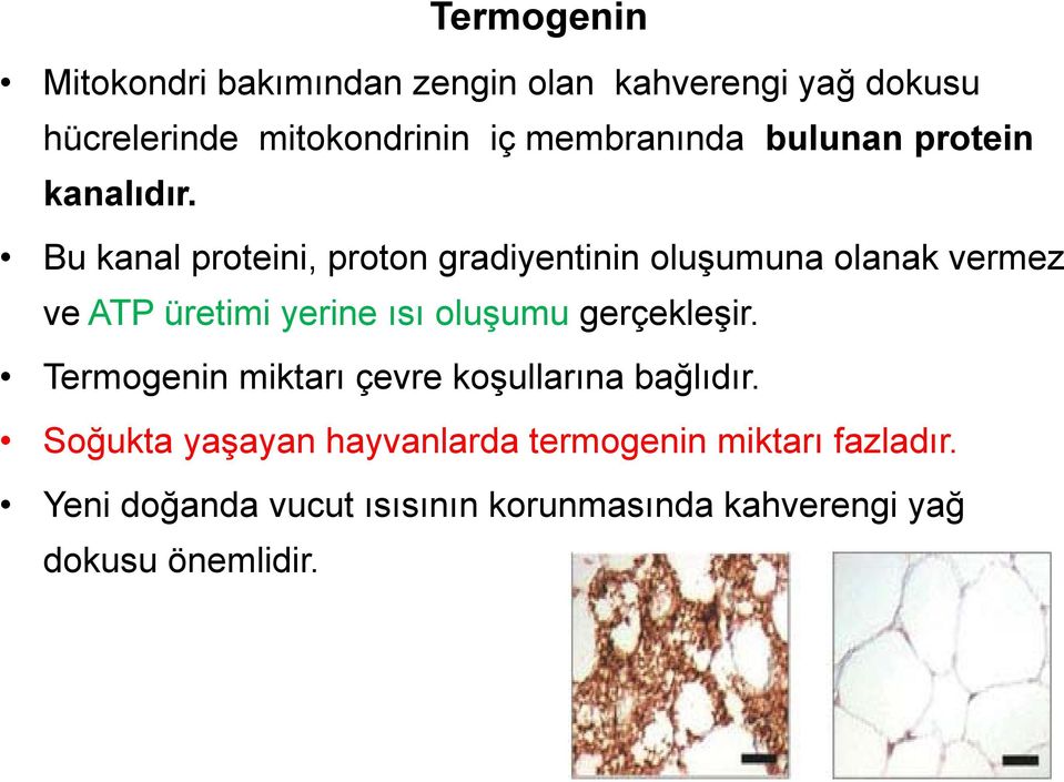 Bu kanal proteini, proton gradiyentinin oluşumuna olanak vermez ve ATP üretimi yerine ısı oluşumu