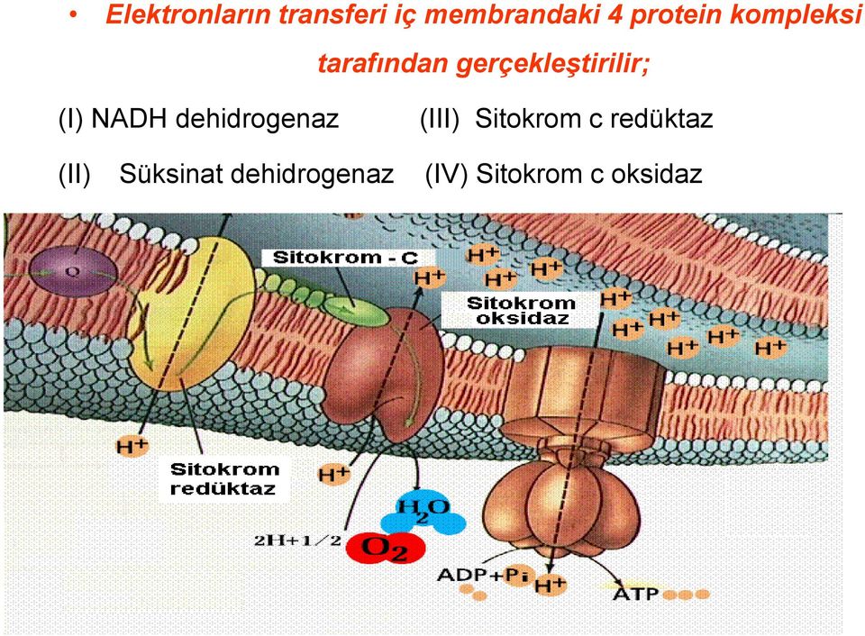 (I) NADH dehidrogenaz (III) Sitokrom c