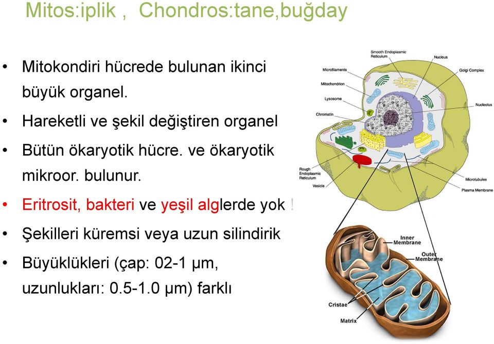 ve ökaryotik mikroor. bulunur. Eritrosit, bakteri ve yeşil alglerde yok!