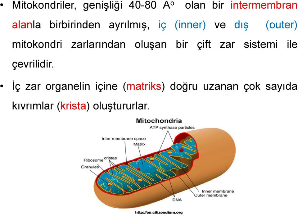 zarlarından oluşan bir çift zar sistemi ile çevrilidir.