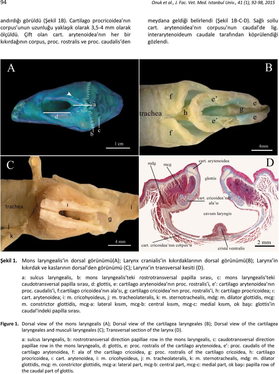 arytenoidea nın corpusu nun caudal de lig. interarytenoideum caudale tarafından köprülendiği gözlendi. Şekil 1.