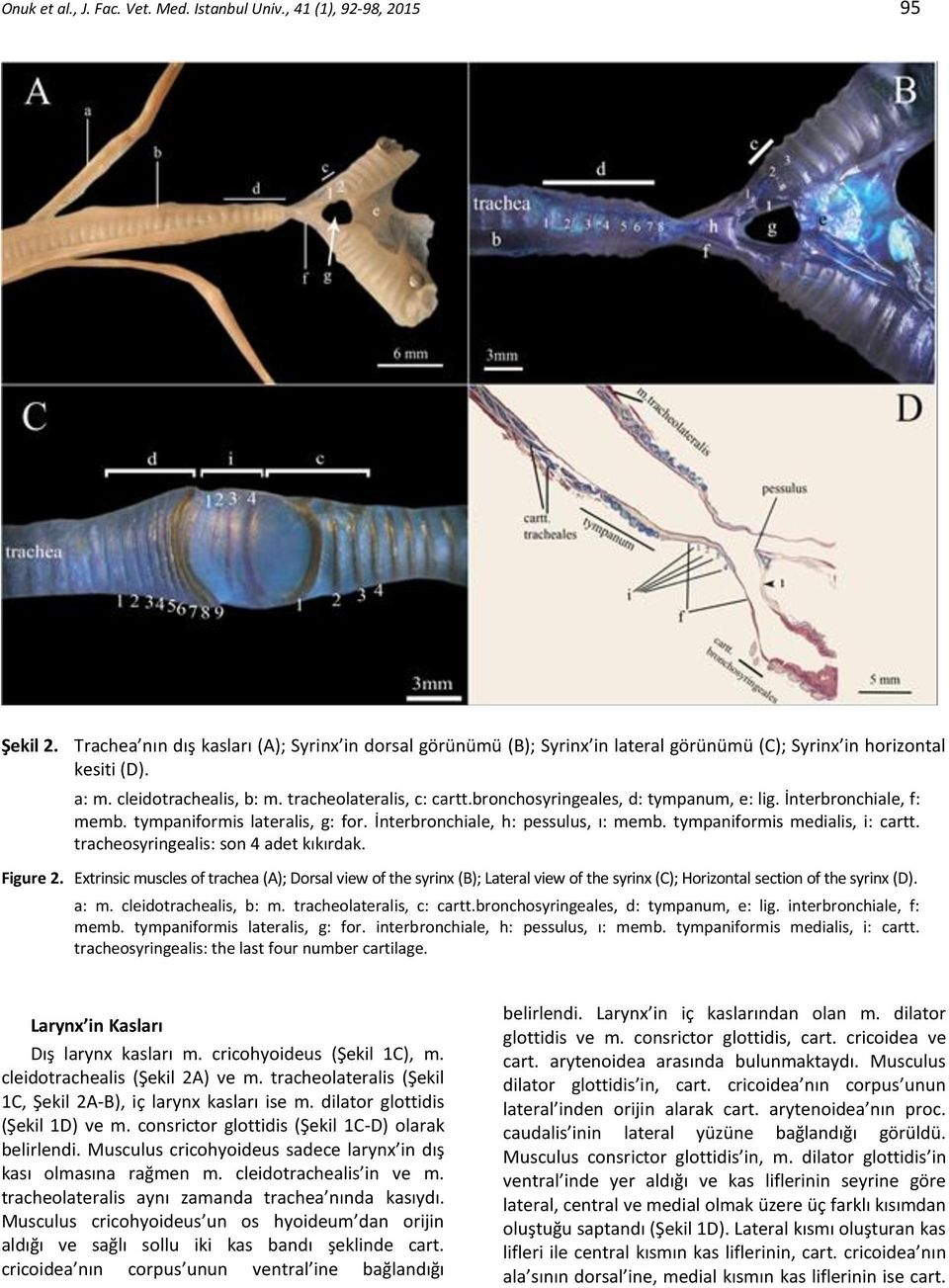 bronchosyringeales, d: tympanum, e: lig. İnterbronchiale, f: memb. tympaniformis lateralis, g: for. İnterbronchiale, h: pessulus, ı: memb. tympaniformis medialis, i: cartt.