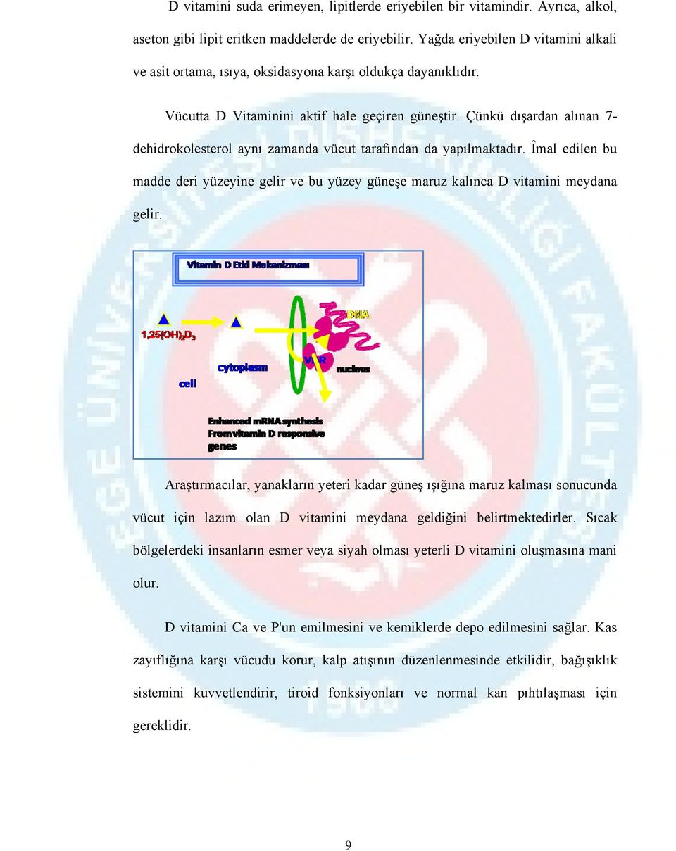 Çünkü dışardan alınan 7- dehidrokolesterol aynı zamanda vücut tarafından da yapılmaktadır. Îmal edilen bu madde deri yüzeyine gelir ve bu yüzey güneşe maruz kalınca D vitamini meydana gelir.