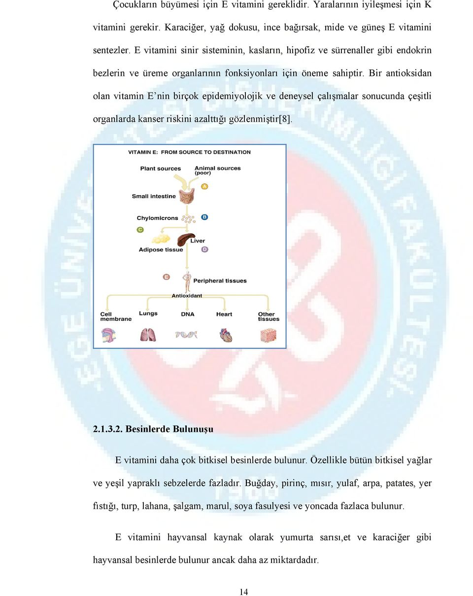 Bir antioksidan olan vitamin E nin birçok epidemiyolojik ve deneysel çalışmalar sonucunda çeşitli organlarda kanser riskini azalttığı gözlenmiştir[8]. 2.