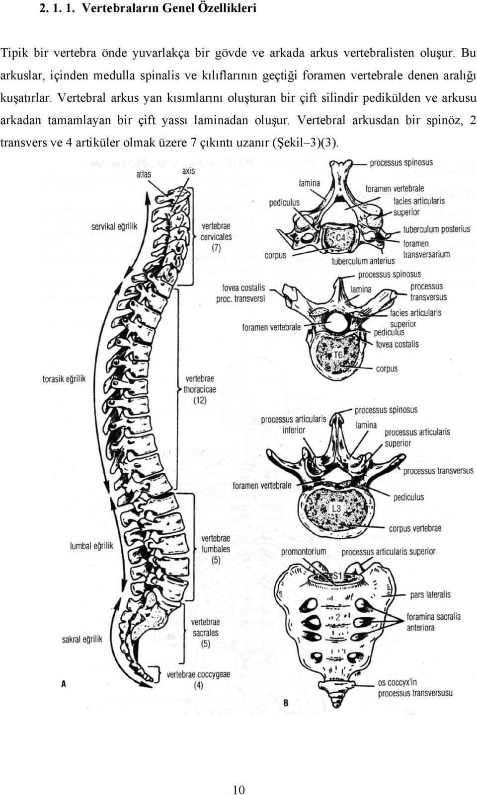 Vertebral arkus yan kısımlarını oluşturan bir çift silindir pedikülden ve arkusu arkadan tamamlayan bir çift yassı