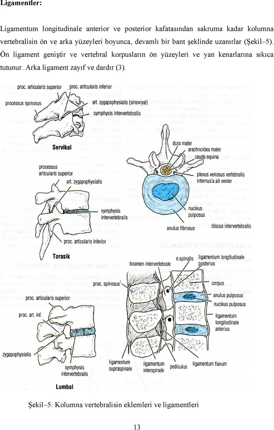 (Şekil 5).