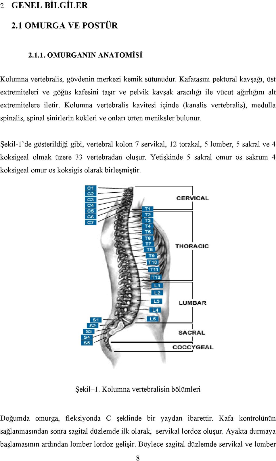 Kolumna vertebralis kavitesi içinde (kanalis vertebralis), medulla spinalis, spinal sinirlerin kökleri ve onları örten meniksler bulunur.
