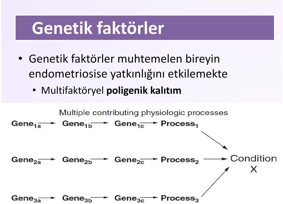 endometriosise yatkınlığını